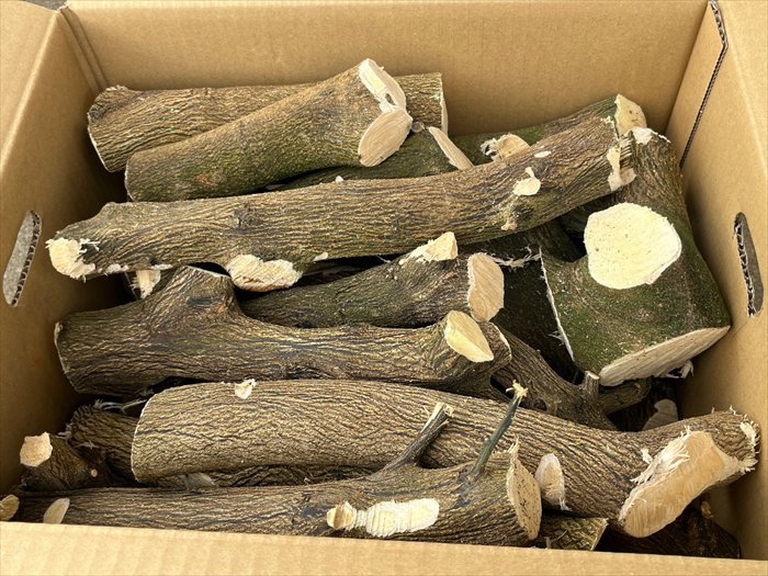 Rakuten - 約10kg 希少 三ヶ日みかん 国産 広葉樹 長持ち 薪 ストーブ バーベキュー キャンプ グランピング BBQ アウトドア 焚き火 暖炉 ピザ窯 窯 燃料 ボイラー 風呂釜 かまど 焚火台 訳あり 大きさ 形 格安薪 不揃い三ヶ日 みかん 日本 静岡 三ケ日 ソロキャンプ 送料無料