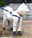 【小型犬用】犬用靴 ゴムブーツ レインブーツ 4足セット マジックテープ付き クツ