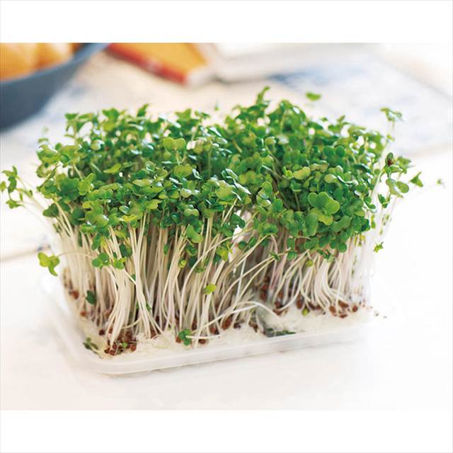 スプラウトブック 景品 記念品 粗品 ノベルティ 名入れ 御挨拶 ご挨拶