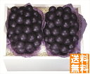 送料無料 ダイワ果園 岡山産ピオーネ (注)※6/12以降の出荷予定となります。北海道・沖縄・離島は配達不可 全国送料無料 御中元ギフト 早割 お中元2025 ...