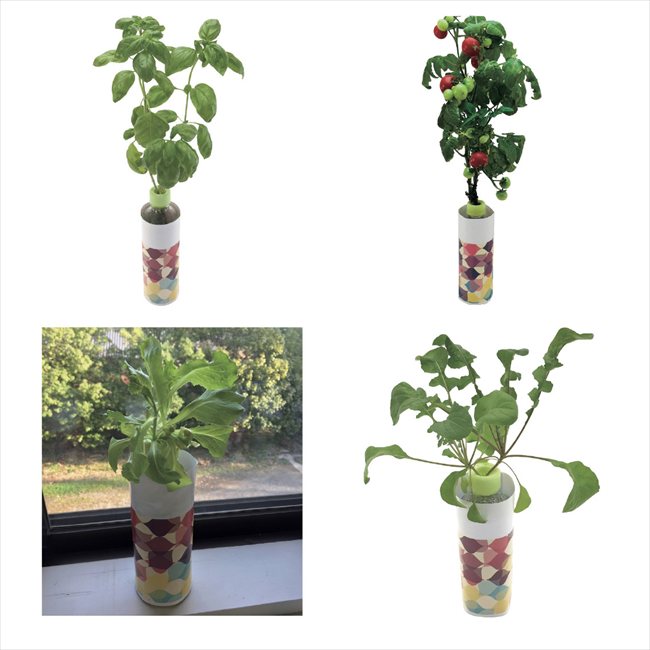 ペットボトル水耕栽培