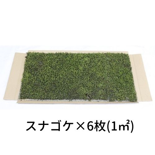 生きてる乾燥苔 スナゴケ 280×580mm　6枚入り（1平方メートル）庭園 造園 盆栽 国産こけ コケ 苔玉 ジオラマ テラリウム コケリウム 壁面 屋上緑化 インテリア グリーン モスパネル モスウォール 花材 苔好き ワークショップ サステナブル 持続可能