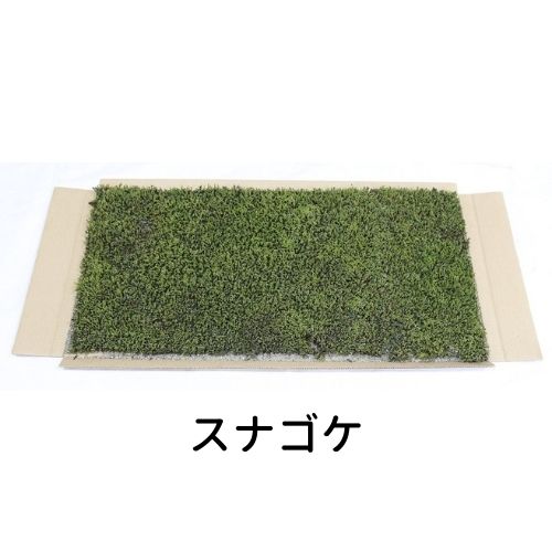 生きてる乾燥苔 スナゴケ 280×580mm 庭園 造園 盆栽 こけ コケ 苔玉 ジオラマ テラリウム コケリウム 壁面 屋上緑化 …