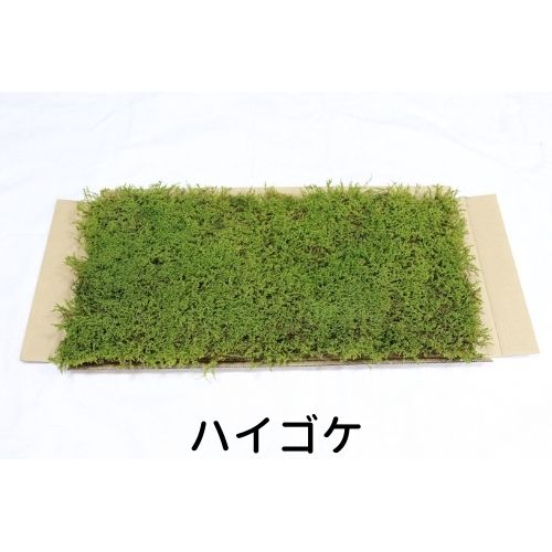 生きてる乾燥苔 ハイゴケ 280×580mm 庭園 造園 盆栽 こけ コケ 苔玉 ジオラマ テラリウム コケリウム 壁面 屋上緑化 インテリア グリーン モスパネル モスウォール 花材 苔好き ワークショップ サステナブル 持続可能のサムネイル