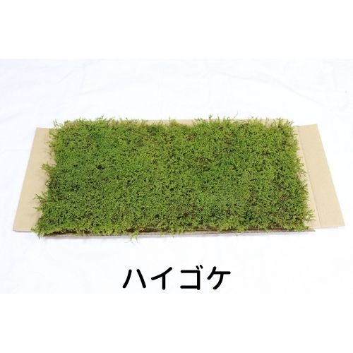 生きてる乾燥苔 ハイゴケ 280×580mm 庭園 造園 盆栽 こけ コケ 苔玉 ジオラマ テラリウム コケリウム 壁面 屋上緑化 インテリア グリーン モスパネル モスウォール 花材 苔好き ワークショップ サステナブル 持続可能