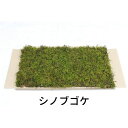 【ゴーゴーセール】生きてる乾燥苔 シノブゴケ 280×580mm 庭園 造園 盆栽 苔玉 ジオラマ テラリウム コケリウム 壁面 屋上緑化 インテリア グリーン...