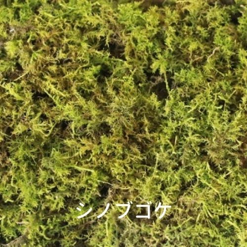 C-VISIONの【ゴーゴーセール】生きてる乾燥苔 シノブゴケ 280×580mm 庭園 造園 盆栽 苔玉 ジオラマ テラリウム コケリウム 壁面 屋上緑化 インテリア グリーン モスパネル モスウォール 花材｜アングル2