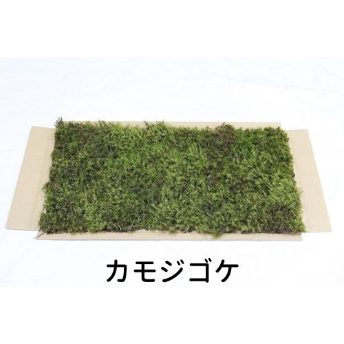 生きてる乾燥苔 カモジゴケ 280×580mm 庭園 造園 盆栽 こけ コケ 苔玉 ジオラマ テラリウム コケリウム..