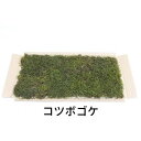 【ゴーゴーセール】生きてる乾燥苔 コツボゴケ 280×580mm 庭園 造園 盆栽 苔玉 ジオラマ テラリウム コケリウム 壁面 屋上緑化 インテリア グリーン モスパネル モスウォール 花材
