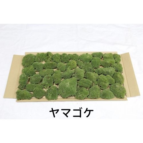 生きてる乾燥苔 ヤマゴケ 280×580mm 庭園 造園 盆栽 こけ コケ 苔玉 ジオラマ テラリウム コケリウム 壁面 屋上緑化 …