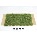 【ゴーゴーセール】生きてる乾燥苔 ヤマゴケ 280×580mm 庭園 造園 盆栽 苔玉 ジオラマ テラリウム コケリウム 壁面 屋上緑化 インテリア グリーン モスパネル モスウォール 花材