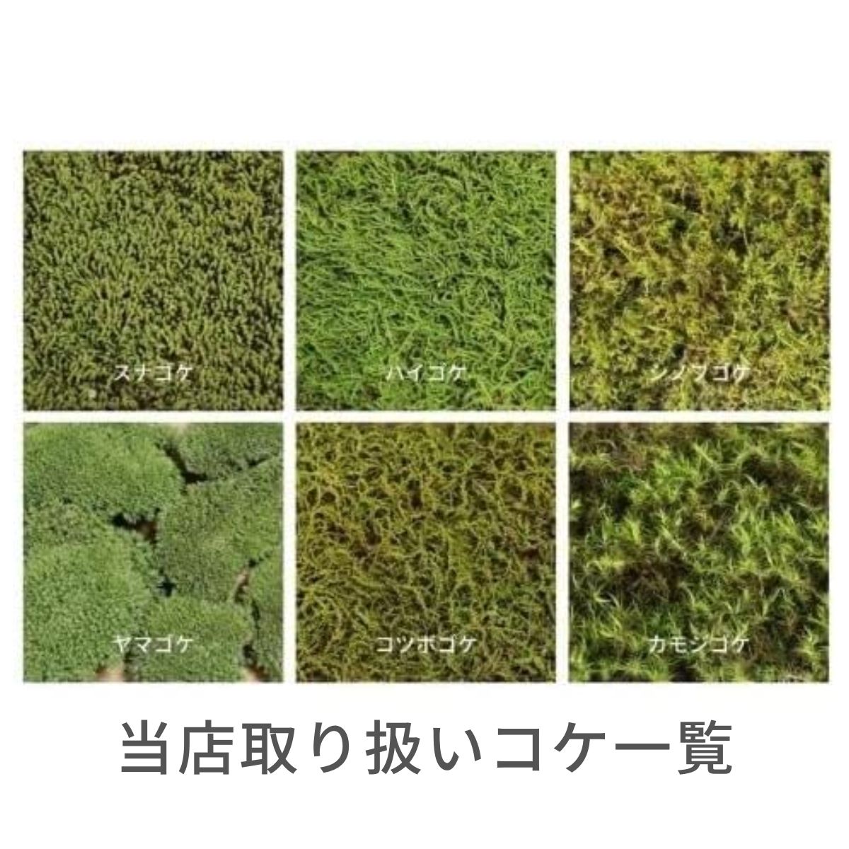 ������̵���ۥ��ʥ��� 120��140mm��2�ĥ��åȡ����� ¤�� �ߺ� �� ������� �ƥ�ꥦ�� �����ꥦ�� ���� �����в� ����ƥꥢ ���꡼�� �⥹�ѥͥ� �⥹�������� �ֺ� ������