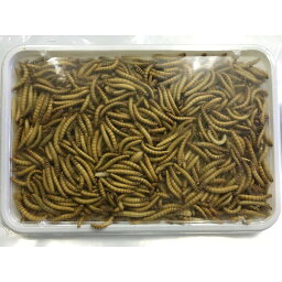 【クール便発送】 冷凍ミルワーム 【100g×100個】　餌 エサ えさ ハムスター 小動物 爬虫類 熱帯魚 小鳥