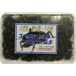 【クール便発送】 冷凍 国産フタホシ黒コオロギ Lサイズ 300g 約240匹入　餌 エサ えさ ハムスター 小動物 爬虫類 大型熱帯魚