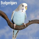 Budgerigars 2021 Wall Calendarの商品画像