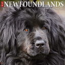 Just Newfoundlands 2023 Wall Calendarの商品画像