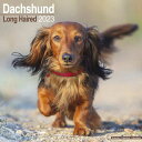 Longhaired Dachshund 2023 Wall Calendar