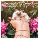 Herbee the Hedgehog 2023 Wall Calendarの商品画像