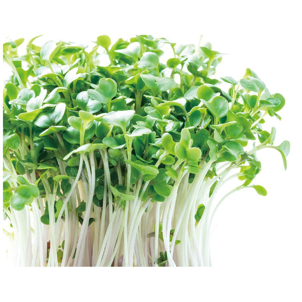 夏休み 自由研究 水耕栽培でブロッコリースプラウトを育てよう 野菜 栽培キット アーテック Artec 知育玩具 子供用 ユニセックス 男の子 女の子 理科 学習 小学生 キッズ 小学校 児童向け【栽培キット】 ca-nation-10001880 ベビー服&雑貨のカーネーション サンプル画像2