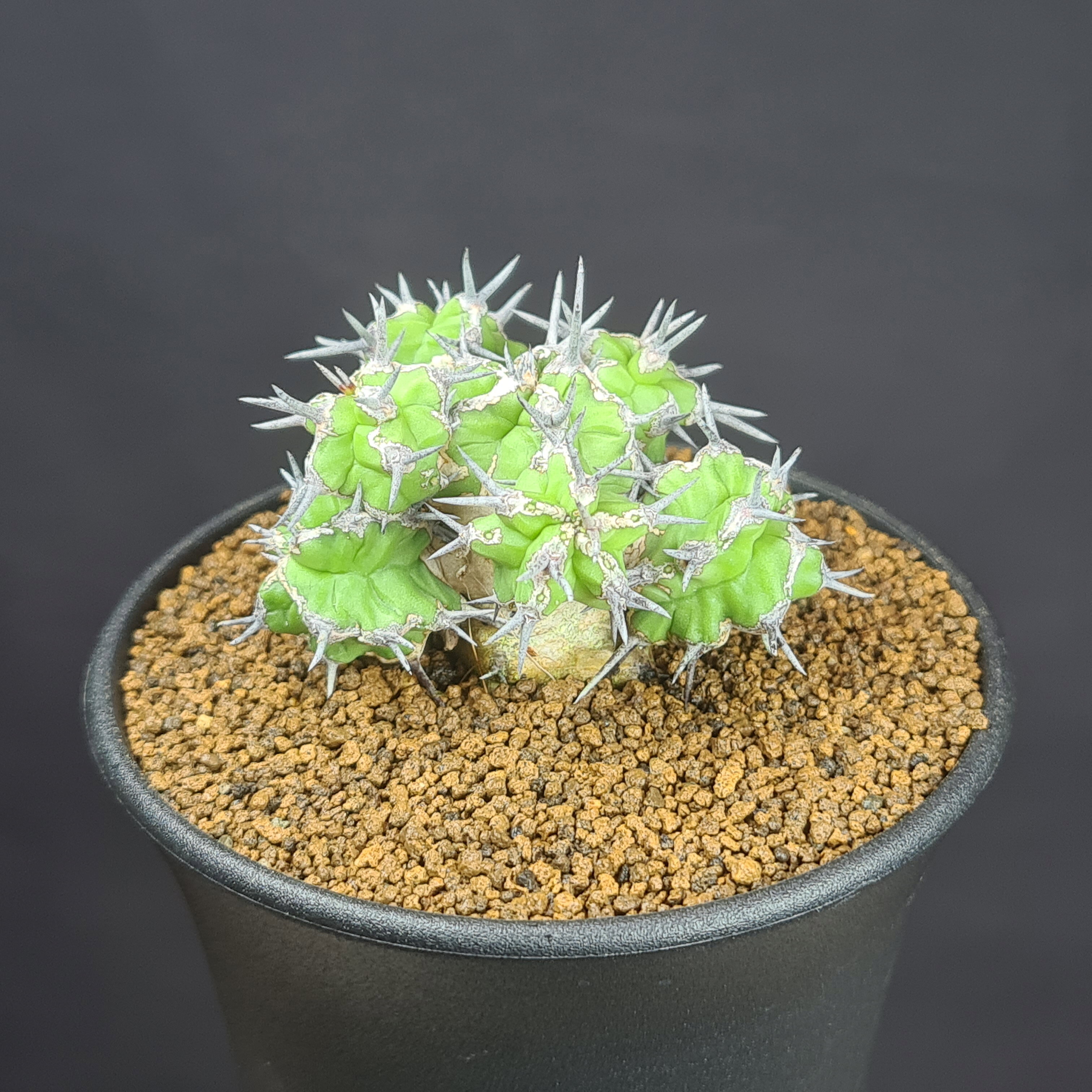 ユーフォルビア・ミトリフォルミス 9cm鉢 カクタス長田 トウダイグサ科 多肉植物 コーデックス 塊根植物 珍奇植物 サキュレントプランツ サボテンもどき