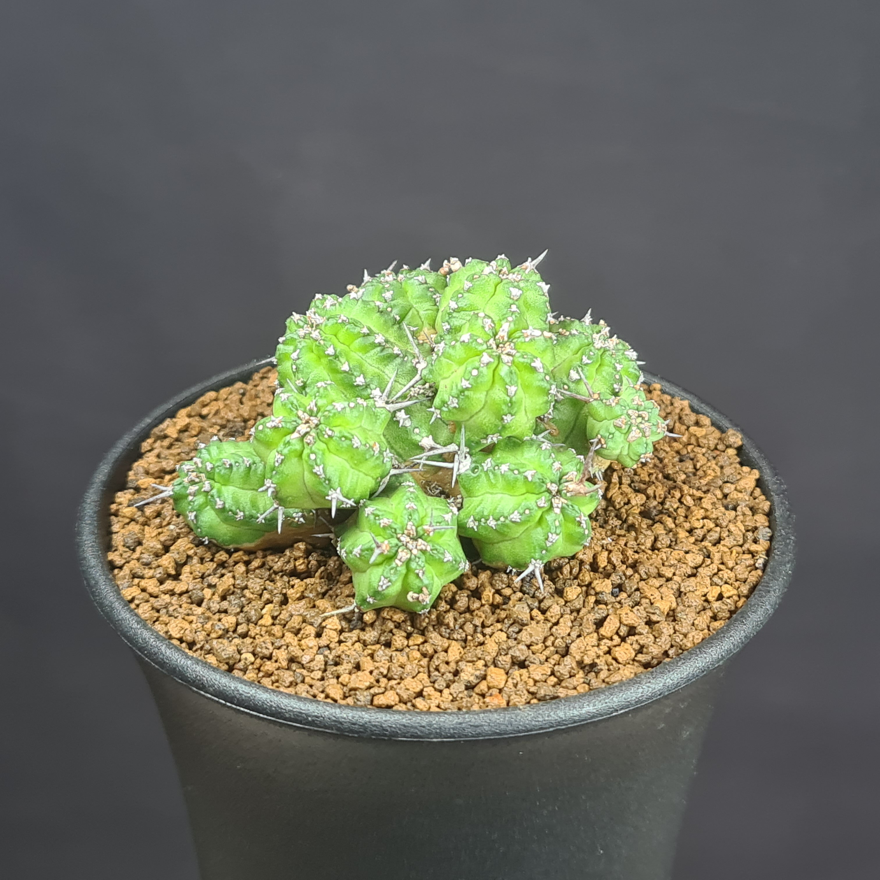 楽天市場】フェロックス ユーフォルビアの通販