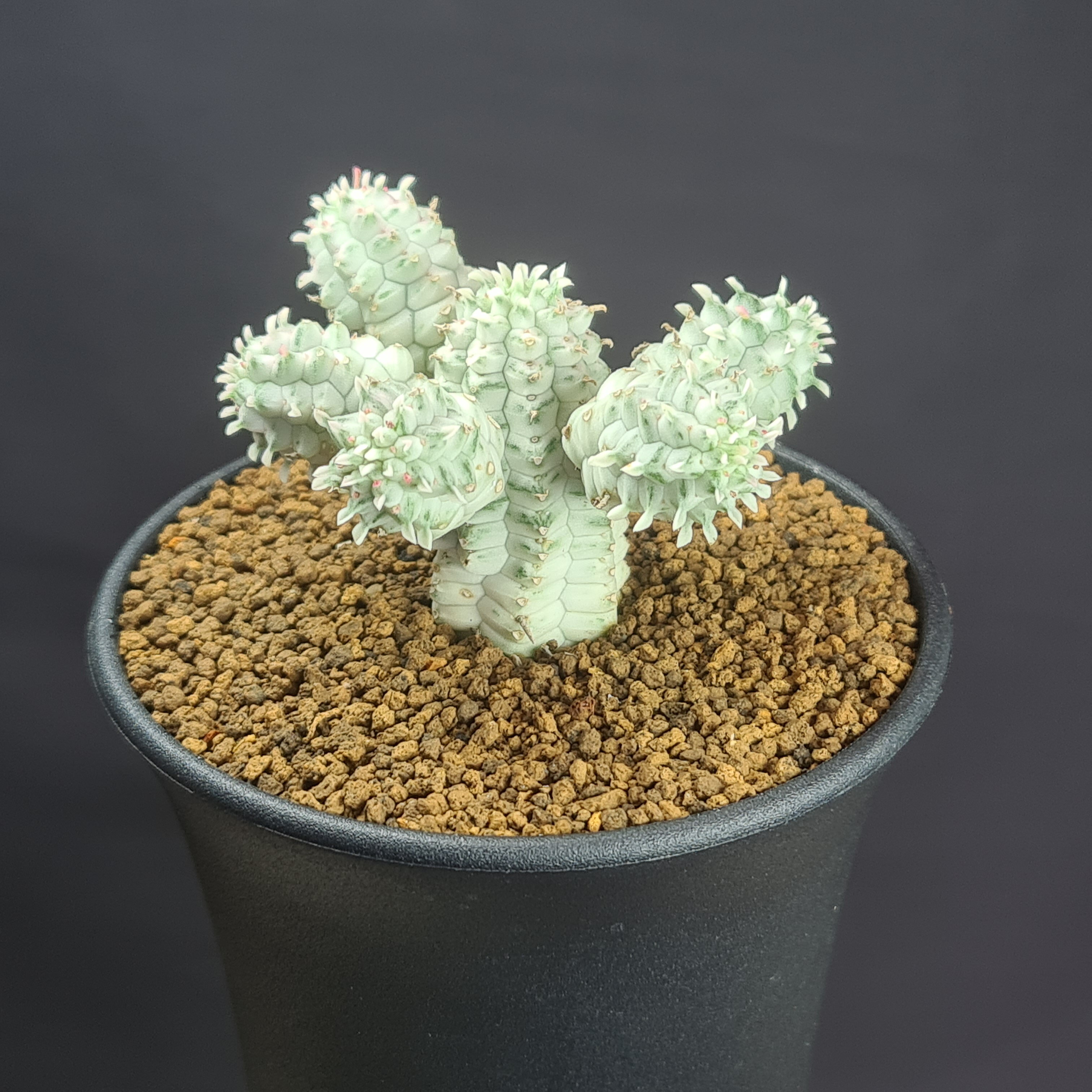 楽天市場】ユーフォルビア 種（観葉植物｜花・観葉植物）：花