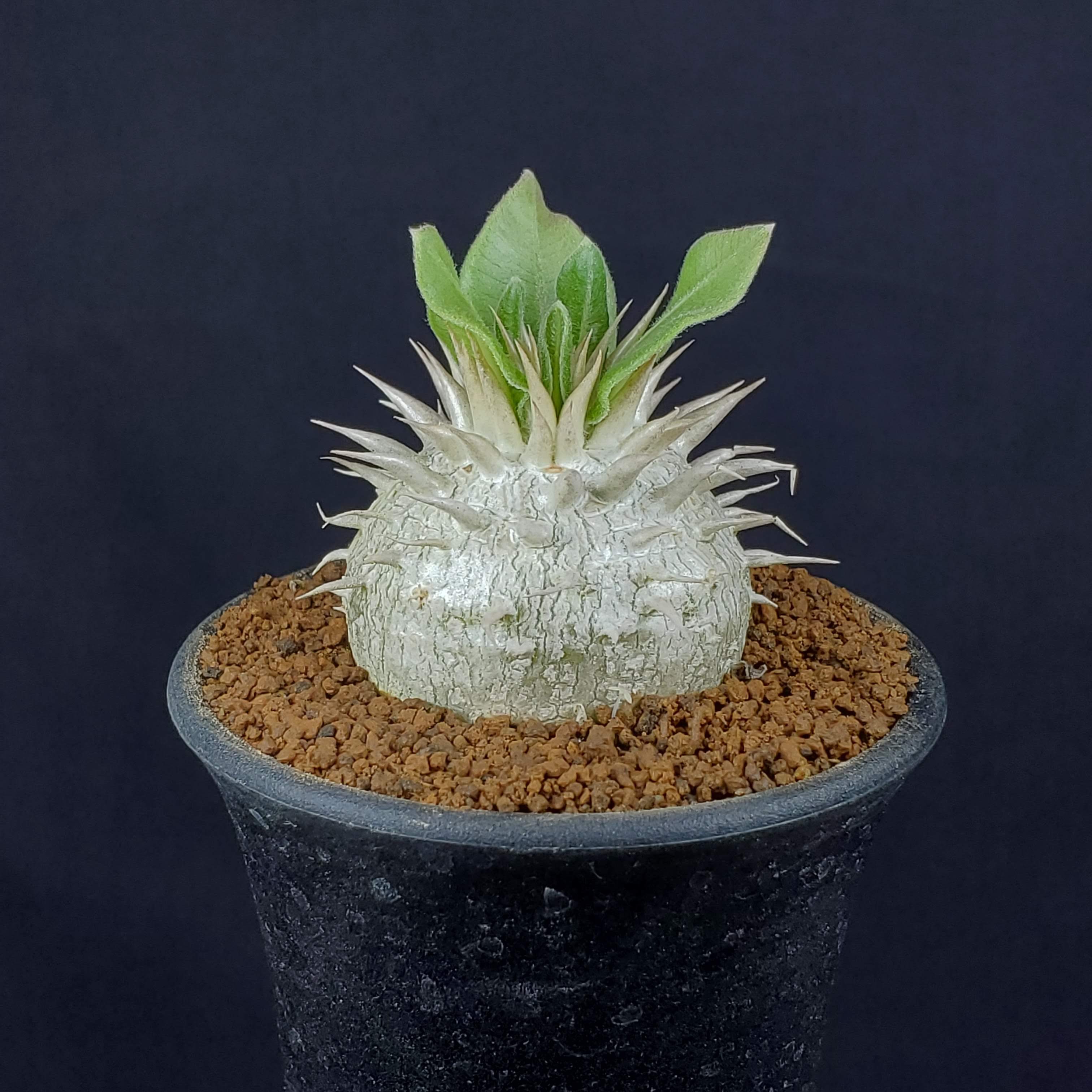 パキポディウム・エブルネウム 7.5cm鉢 カクタス長田 キョウチクトウ科 多肉植物 コーデックス 塊根植物 サボテン 珍奇植物 サキュレントプランツのサムネイル