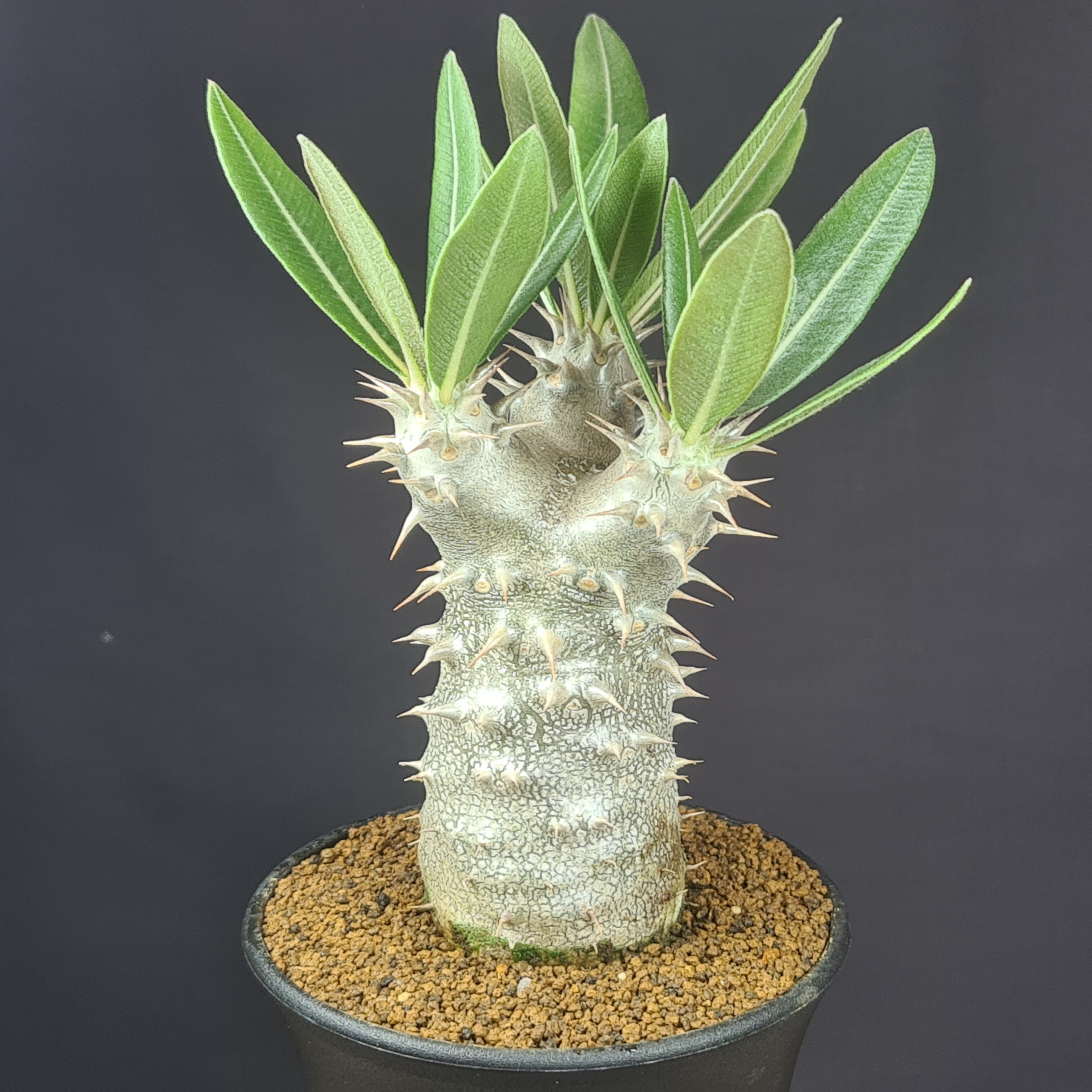 パキポディウム・伊藤ハイブリッド 9cm鉢 カクタス長田 キョウチクトウ科 多肉植物 コーデックス 塊根植物 国内作出 珍奇植物 サキュレントプランツ