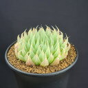 ハオルチア・ブラックベルディアナ 9cm鉢 カクタス長田 ツルボラン科 レース系 多肉植物 クリスタルプランツ 軟葉系 ロゼット 窓植物