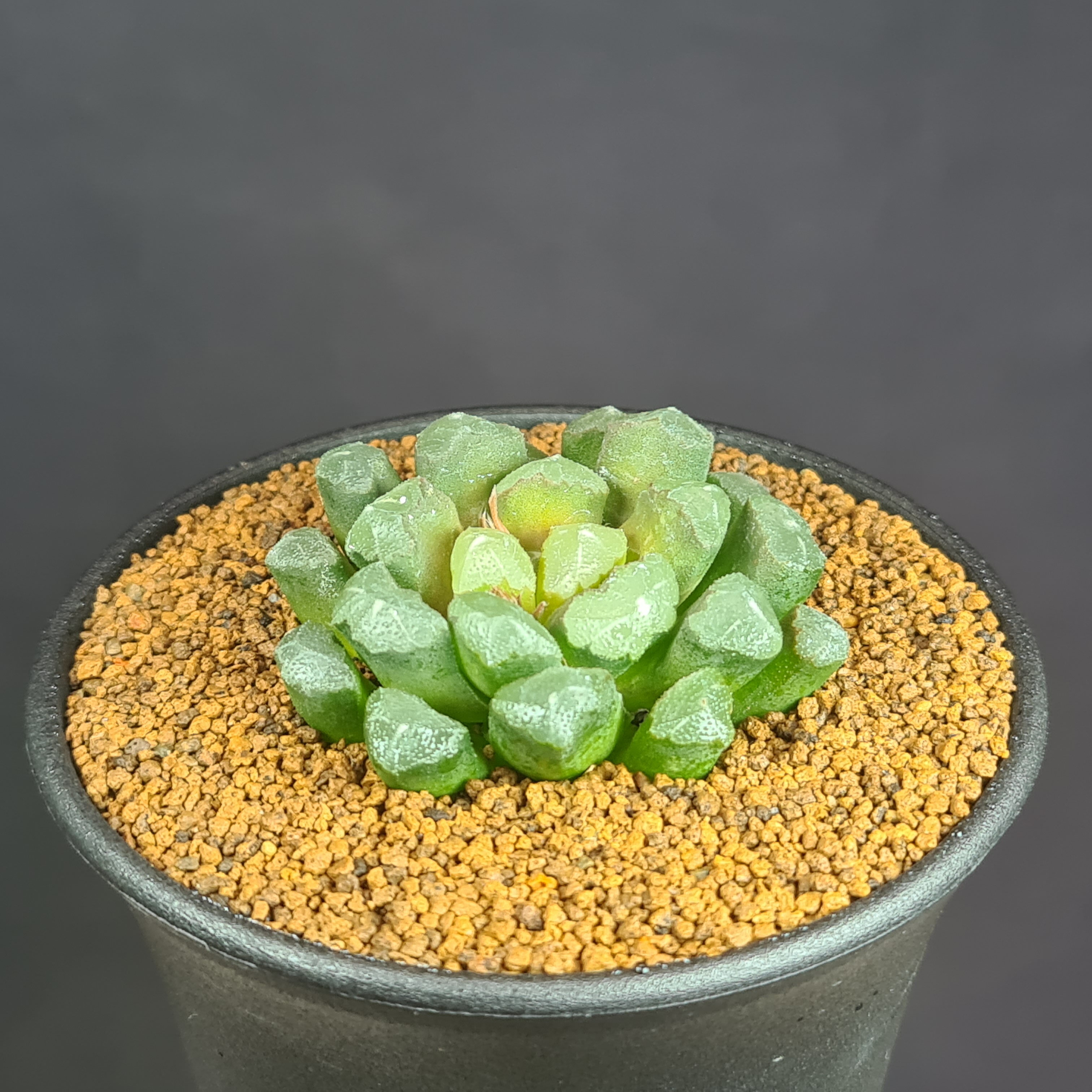 楽天市場】ハオルチア 万象(観葉植物|花・観葉植物):花 楽天市場】ハオルチア 万象(観葉植物|花・観葉植物):花