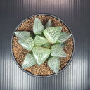ハオルチア・コンプトニアーナ 9cm鉢 カクタス長田 ツルボラン科 多肉植物 軟葉系 珍奇植物 サキュレントプランツ ロゼット 窓植物