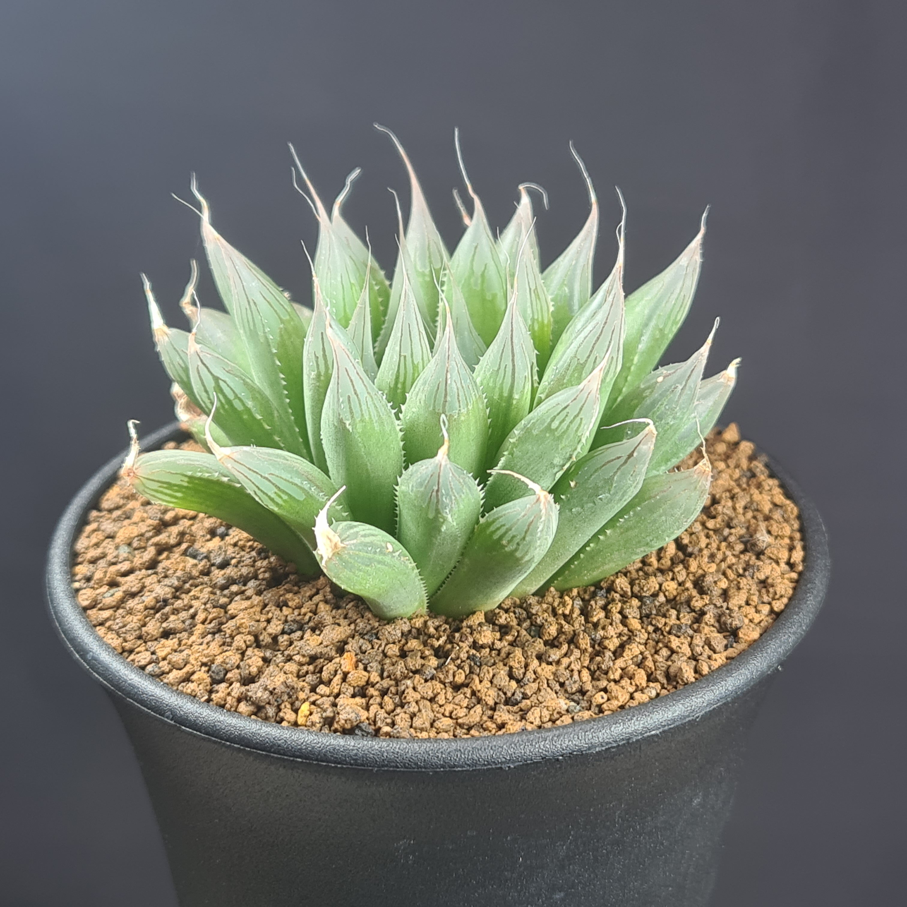 ハオルチア・ダヴィディ 9cm鉢 カクタス長田 ツルボラン科 多肉植物 ダビディ 珍奇植物 クリスタルプランツ 軟葉系 ロゼット