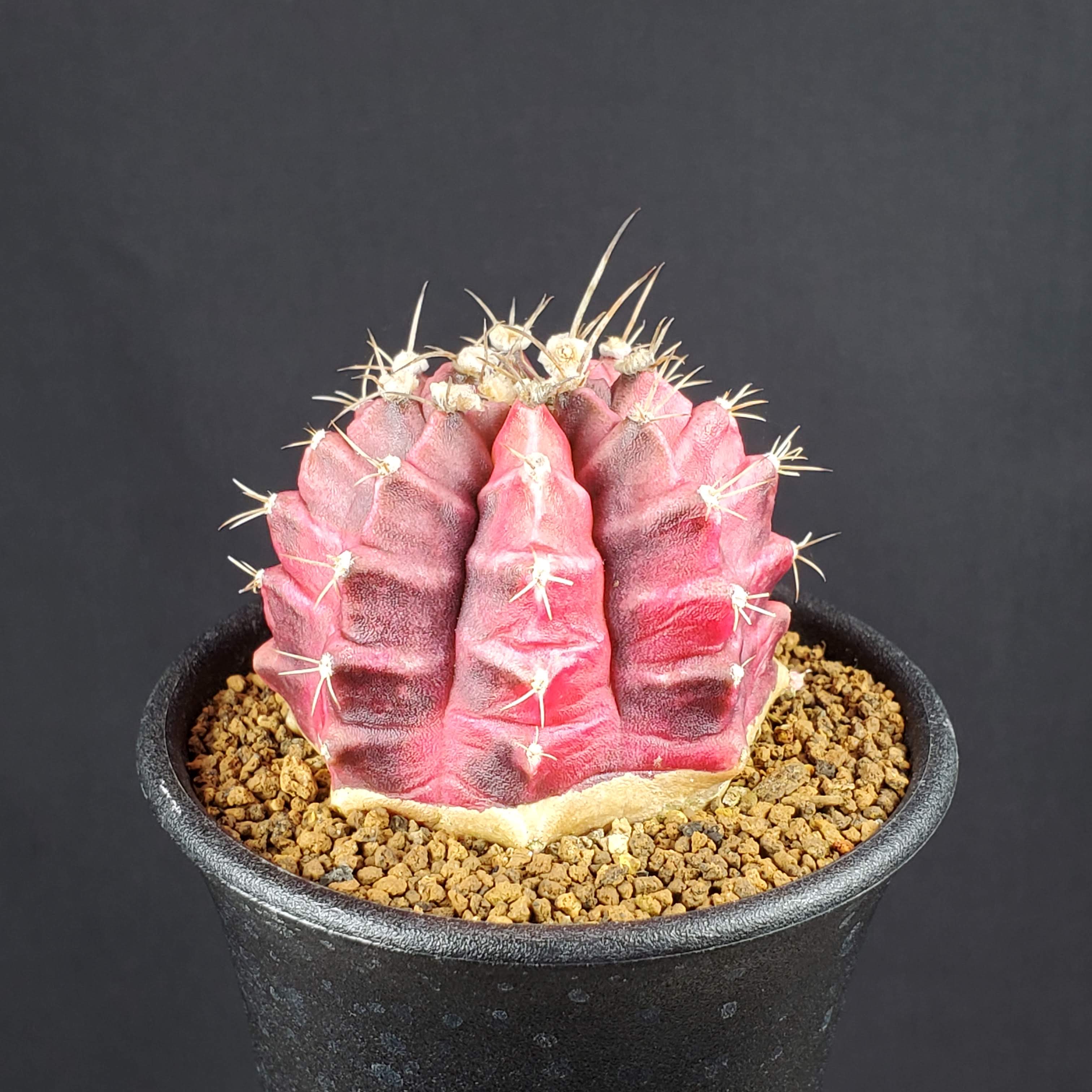 ギムノカリキウム・ノヴァ 7.5cm鉢 カクタス長田 サボテン科 多肉植物 南米原産 夏型 サキュレントプランツ 珍奇 植物のサムネイル