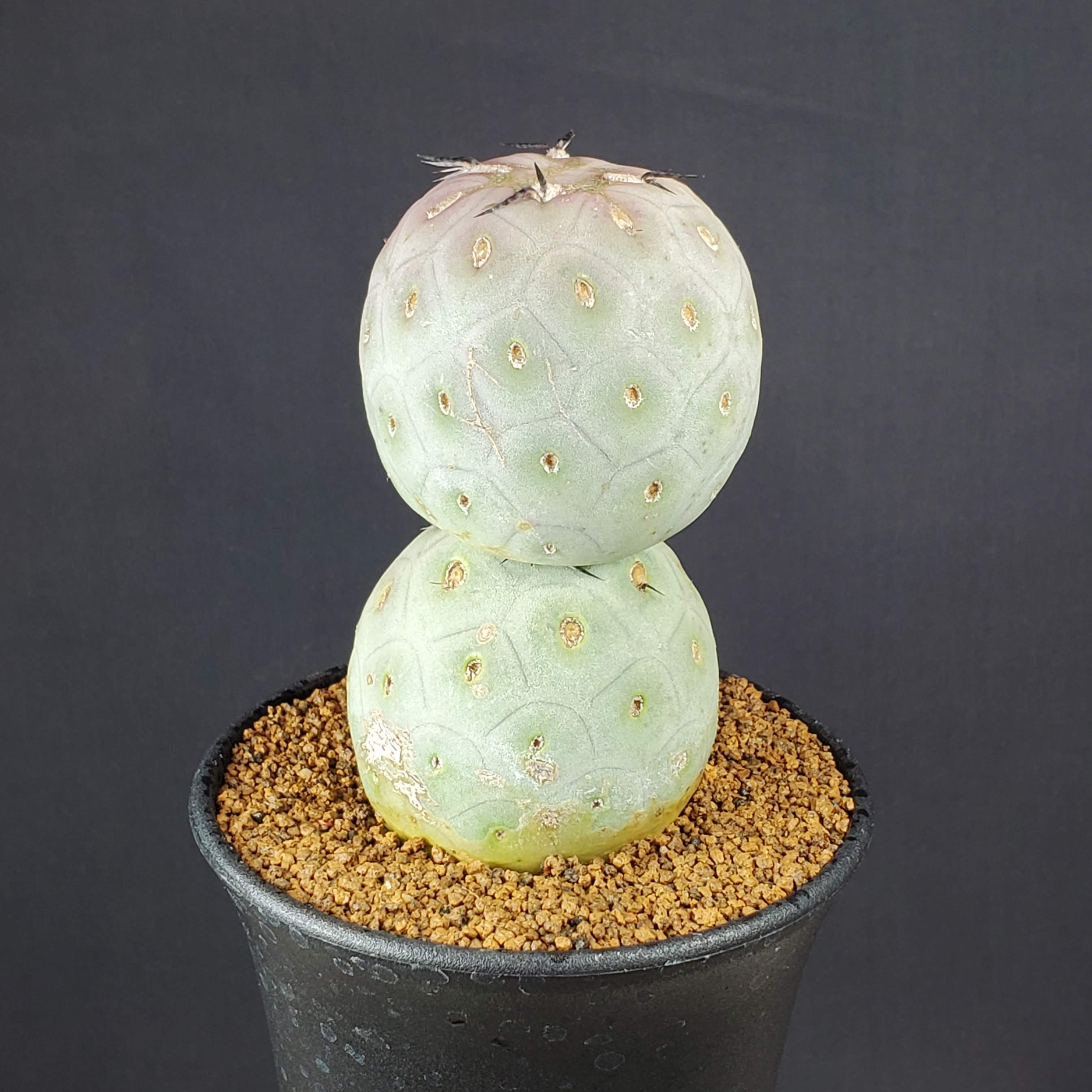 テフロカクタス・ゲオメトリクス 9cm鉢 カクタス長田 サボテン科 多肉植物 球状サボテン 団子サボテン サキュレントプランツ 珍奇植物 アルゼンチン原産のサムネイル