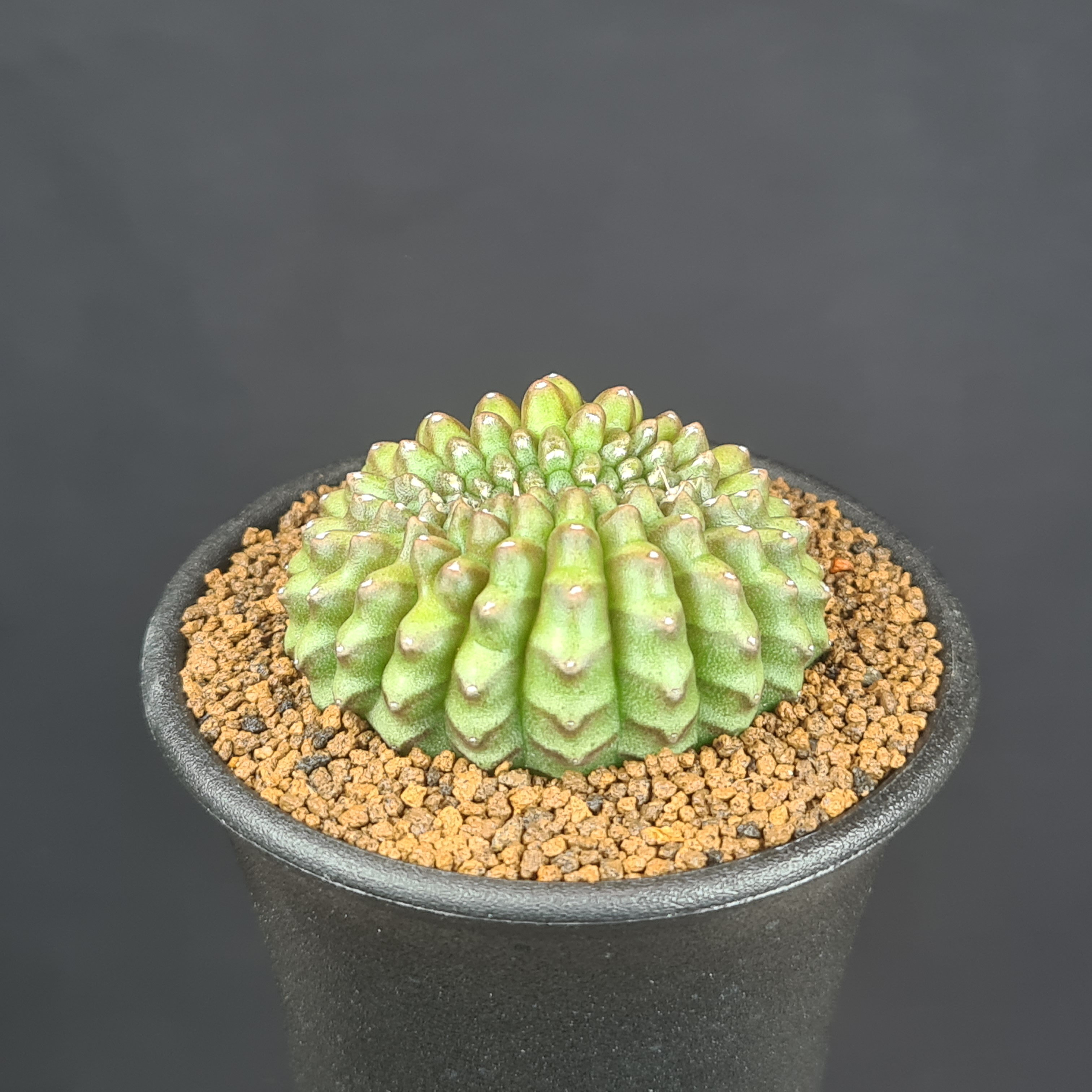 オンコクラータ 斑入り 石化 綴化 多肉植物 - 植物/観葉植物 オンコクラータ 斑入り 石化 綴化 多肉植物 - 植物/観葉植物