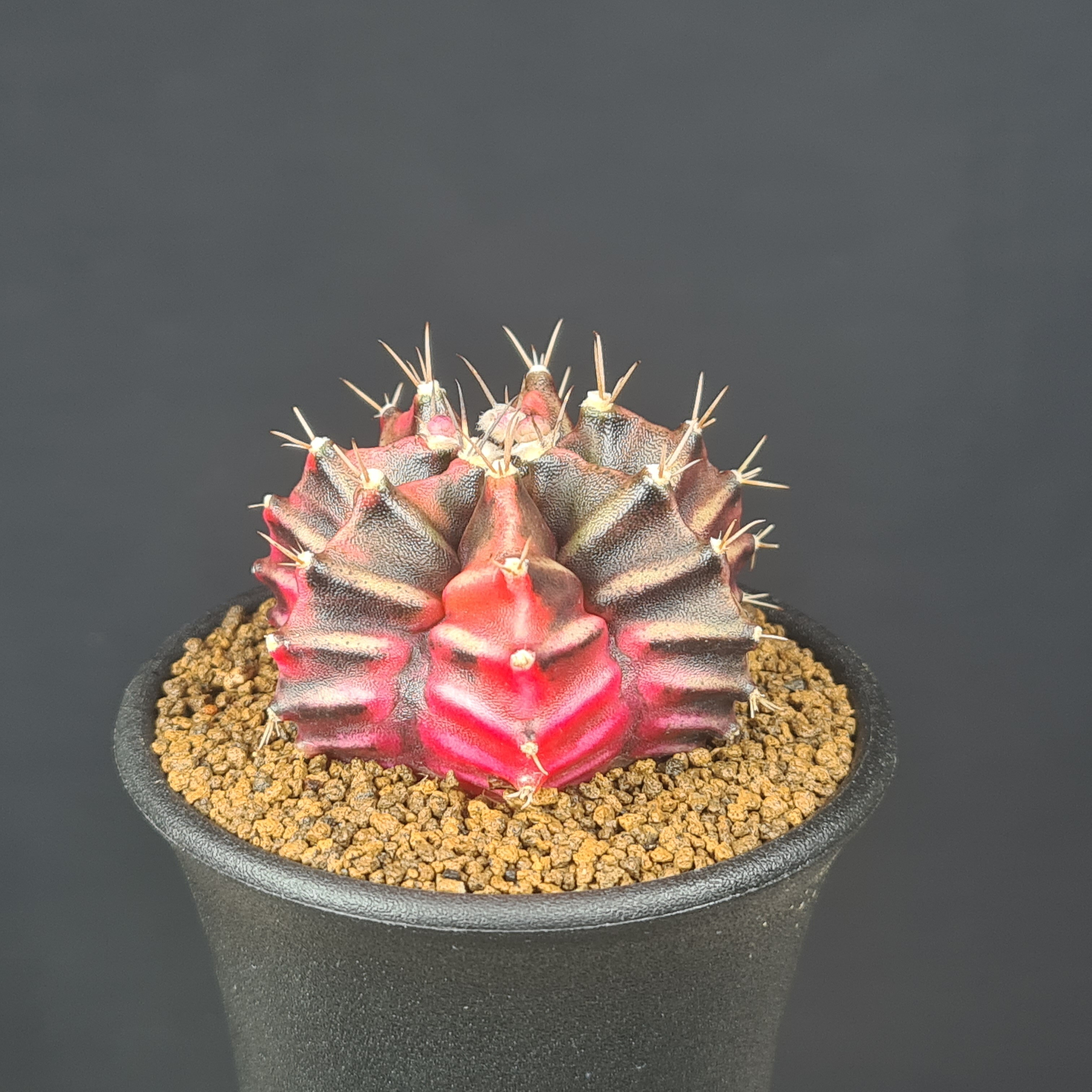 ギムノカリキウム・緋牡丹錦 (タイプC群) 7.5cm鉢 カクタス長田 サボテン科 多肉植物 ミハノビッチ 斑入り品種 サキュレントプランツ 珍奇植物のサムネイル