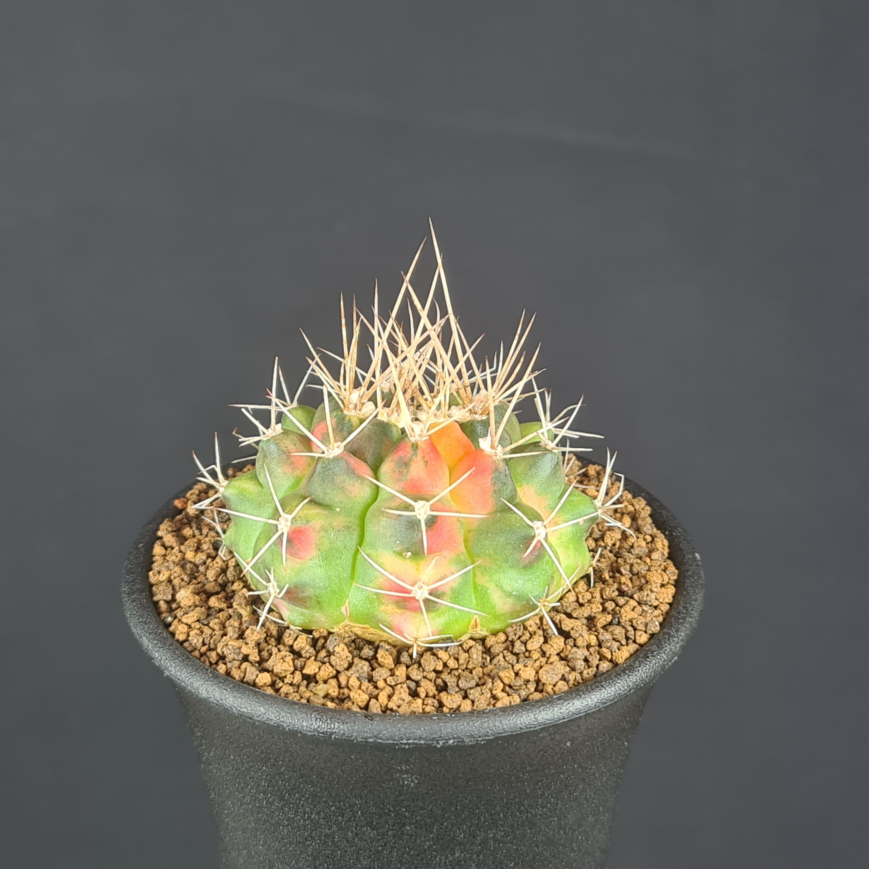 ギムノカリキウム・翠晃冠錦 (タイプA群) 7.5cm鉢 カクタス長田 サボテン科 多肉植物 アニシトシー 斑入り サキュレントプランツ 珍奇植物のサムネイル