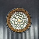 アストロフィツム・スーパー兜丸 (ゼブラタイプ) 7.5cm鉢 カクタス長田 サボテン科 多肉植物 V模様 アステリアス サキュレントプランツ 珍奇植物 アロー...