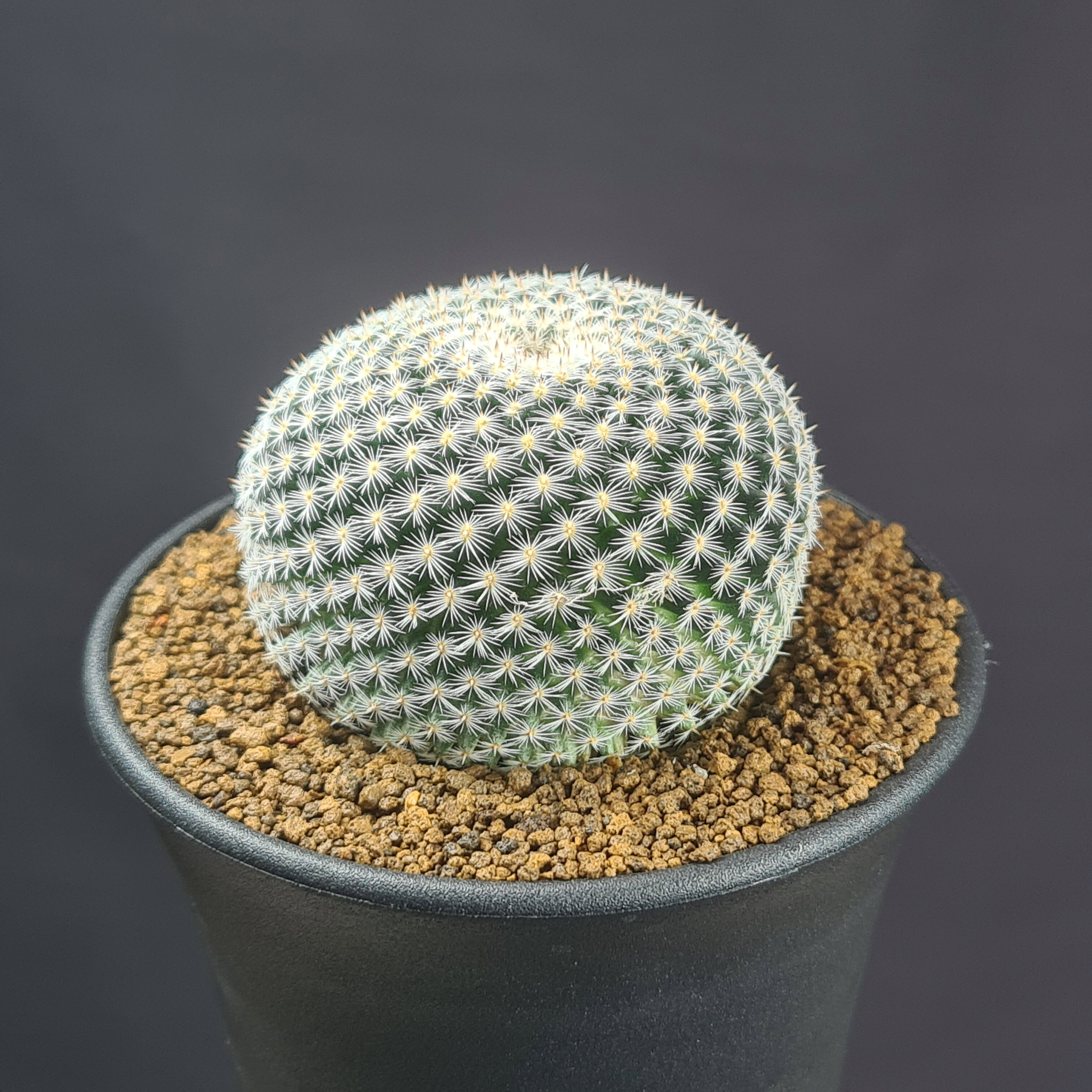 Other - マミラリア・ペルベラ 9cm鉢 カクタス長田 サボテン科 大福丸 白マミ 珍奇植物 球状サボテン 多肉植物 サキュレントプランツ