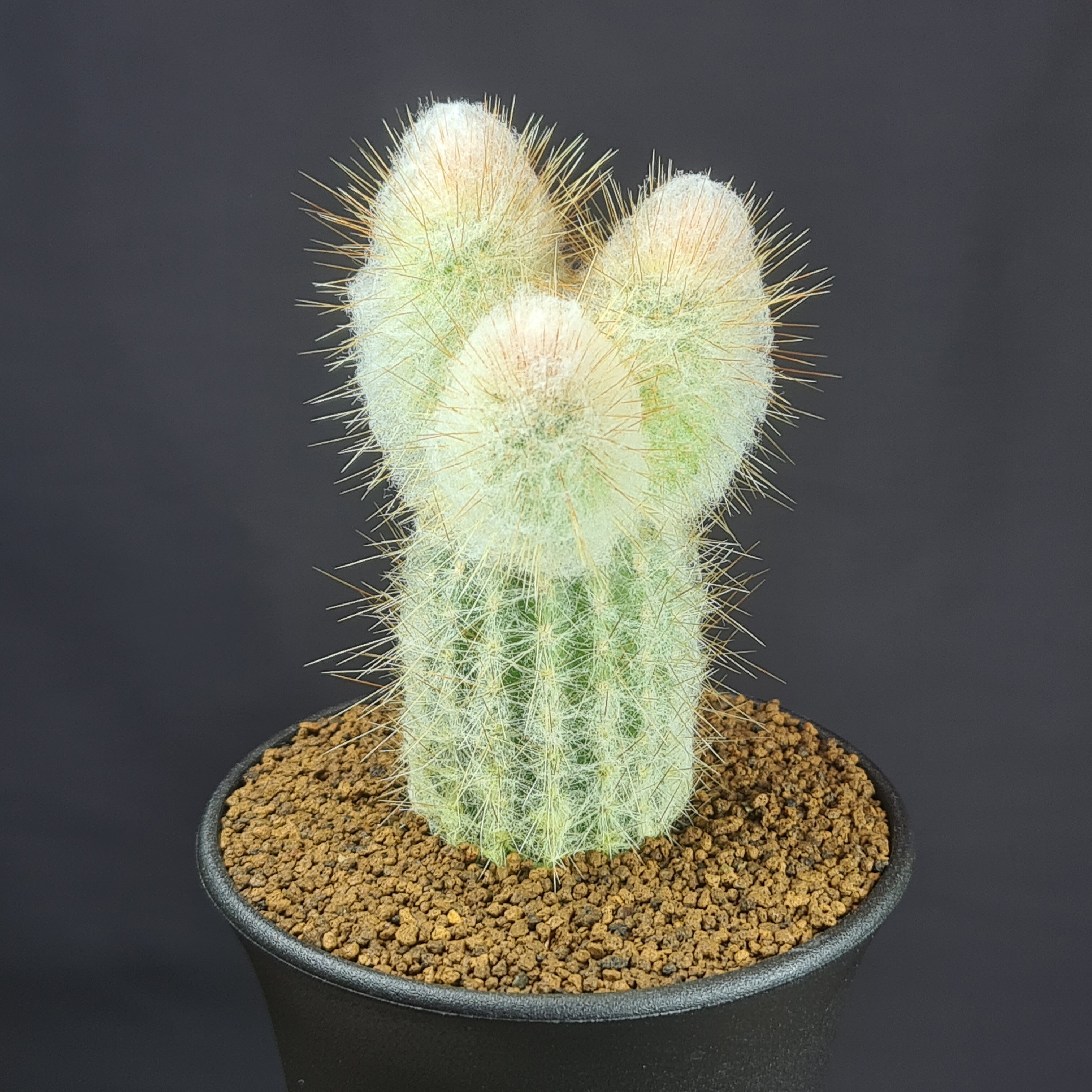 楽天市場】柱サボテン（種類（植物）サボテン）（観葉植物｜花・観葉