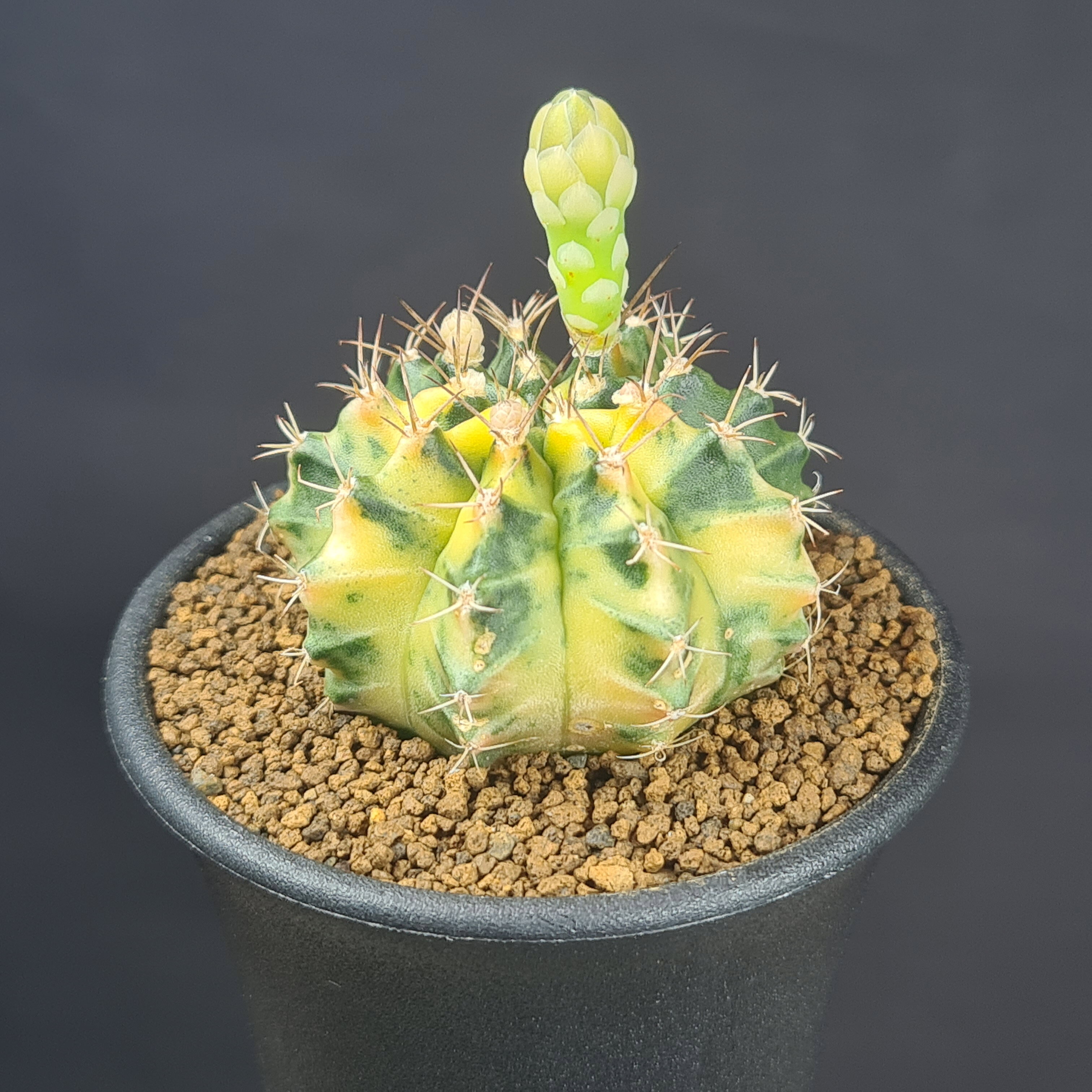 楽天市場】サボテン 緋牡丹（観葉植物｜花・観葉植物）：花・ガーデン