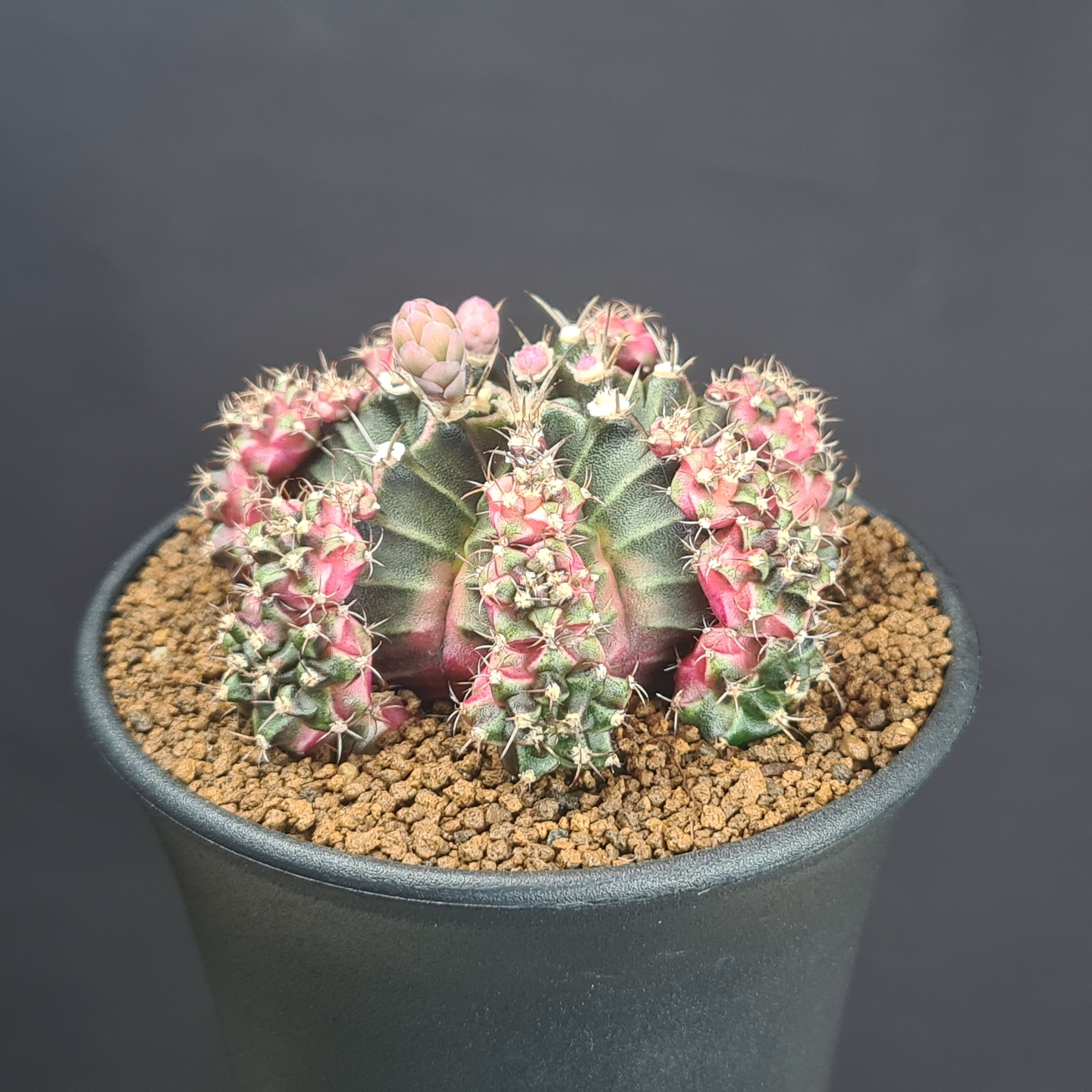 ギムノカリキウム・ムルチカラー (ピンク系) 9cm鉢 カクタス長田 サボテン科 多肉植物 ミハノビッチ 斑入り品種 サキュレントプランツ 仔吹き株