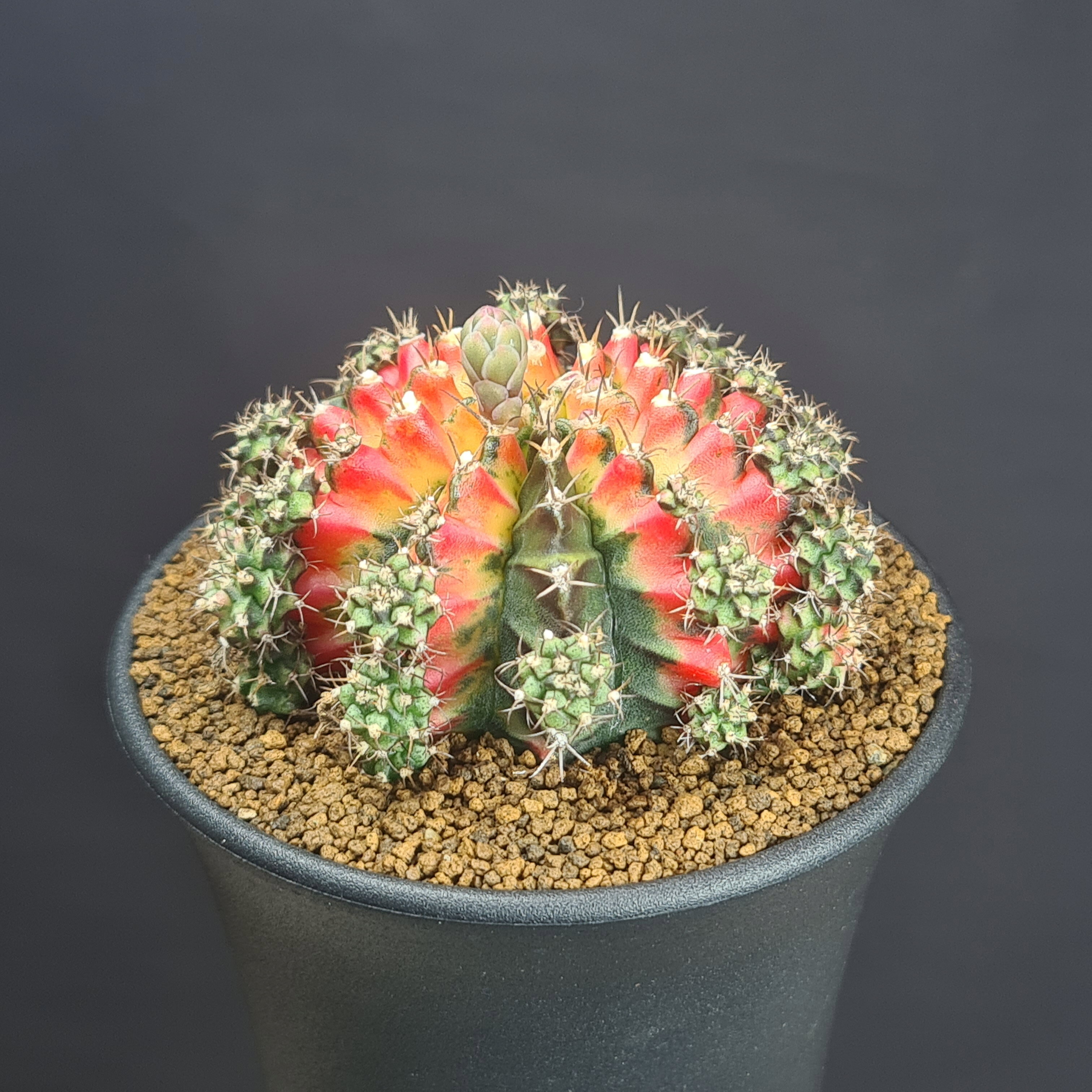 ギムノカリキウム・ムルチカラー (赤系A) 9cm鉢 カクタス長田 サボテン科 多肉植物 ミハノビッチ 斑入り品種 サキュレントプランツ 仔吹き株