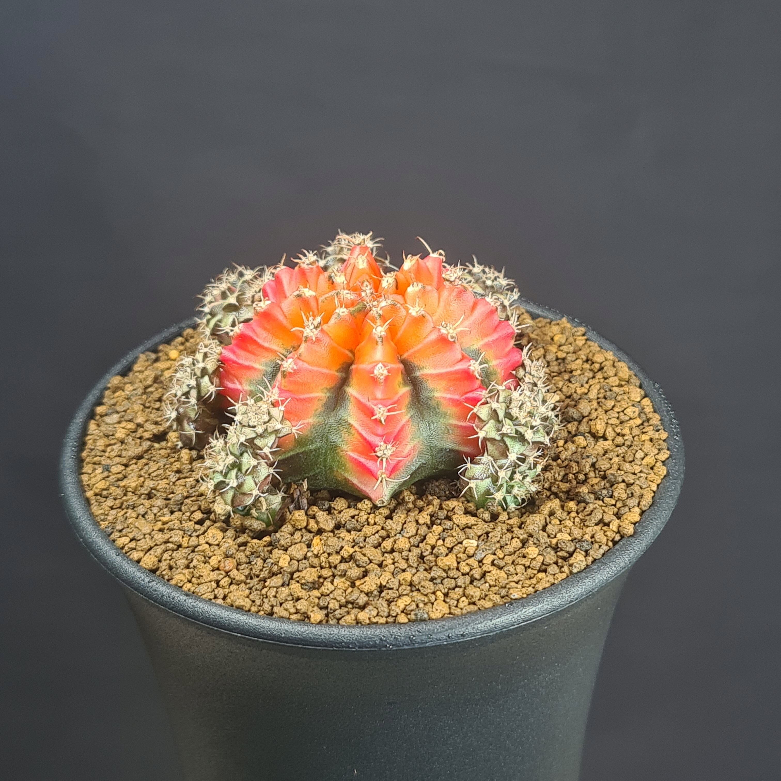 ギムノカリキウム・ムルチカラー (赤系B) 9cm鉢 カクタス長田 サボテン科 多肉植物 ミハノビッチ 斑入り品種 サキュレントプランツ 仔吹き株
