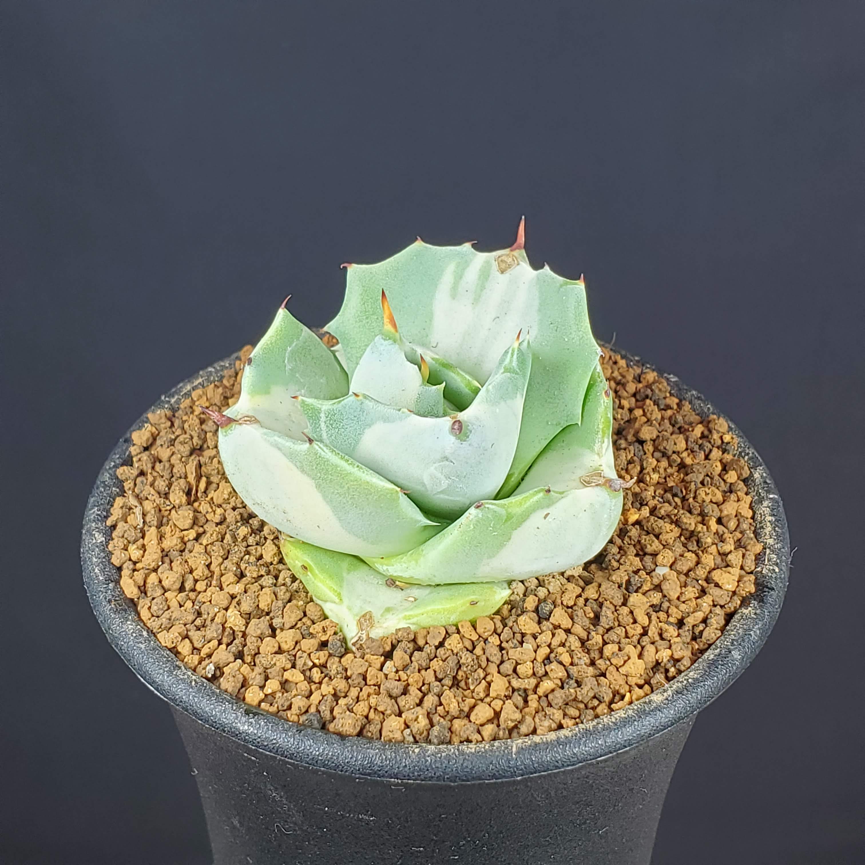 アガベ・王妃雷神錦 (白中斑) 7.5cm鉢 カクタス長田 キジカクシ科 多肉植物 リュウゼツラン属 イシスメンシス サキュレントプランツ ロゼット 斑入り品種のサムネイル