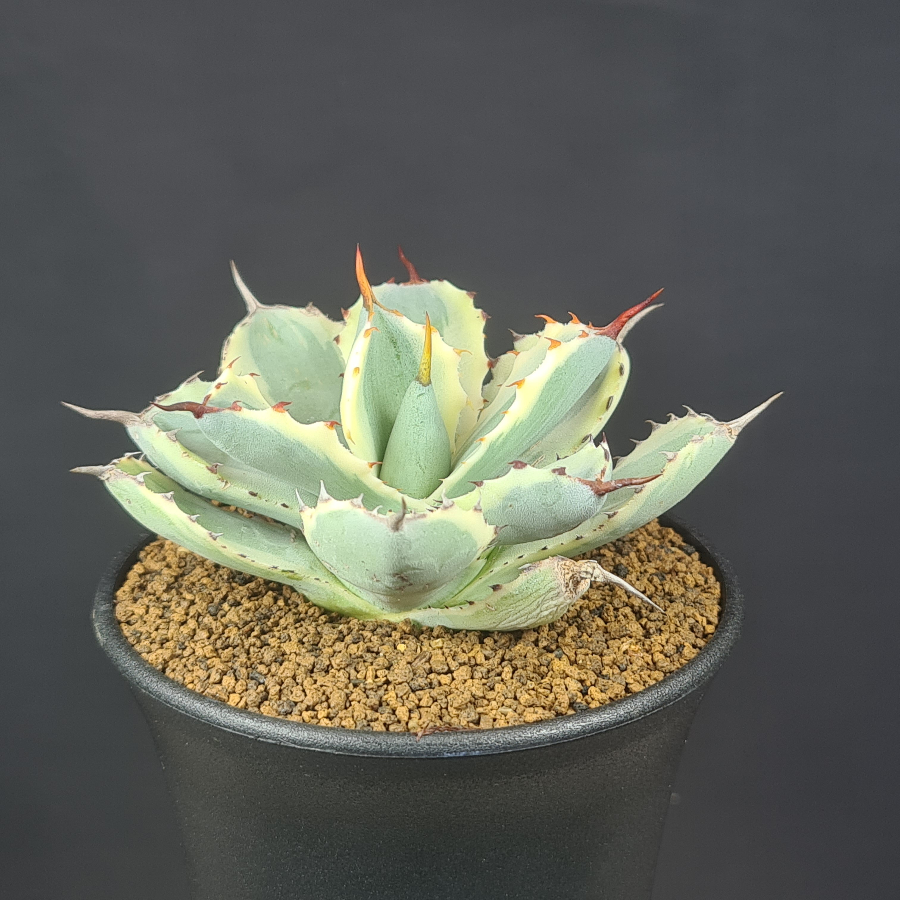 アガベ・吉祥冠錦 9cm鉢 カクタス長田 キジカクシ科 多肉植物 リュウゼツラン属 斑入り品種 ポタトラム サキュレントプランツ ロゼットのサムネイル