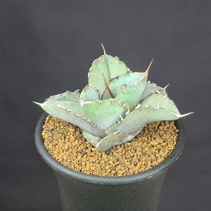 アガベ・チタノタ ホワイトアイス 7.5cm鉢 カクタス長田 キジカクシ科 多肉植物 リュウゼツラン属 鋸歯 サキュレントプランツ ロゼット 幼苗