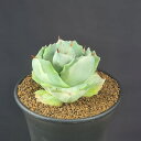 アガベ・王妃雷神錦 9cm鉢 カクタス長田 キジカクシ科 多肉植物 リュウゼツラン属 白中斑 サキュレントプランツ ロゼット 斑入り品種