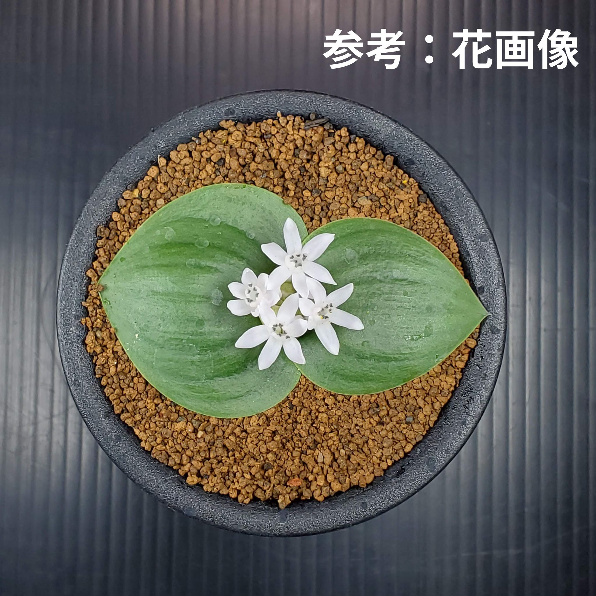 マッソニア・ジャスミニフロラ 9cm鉢 カクタス長田 ケープバルブ 球根 多肉植物 珍奇植物 サキュレントプランツ ユリ科 南アフリカ原産のサムネイル