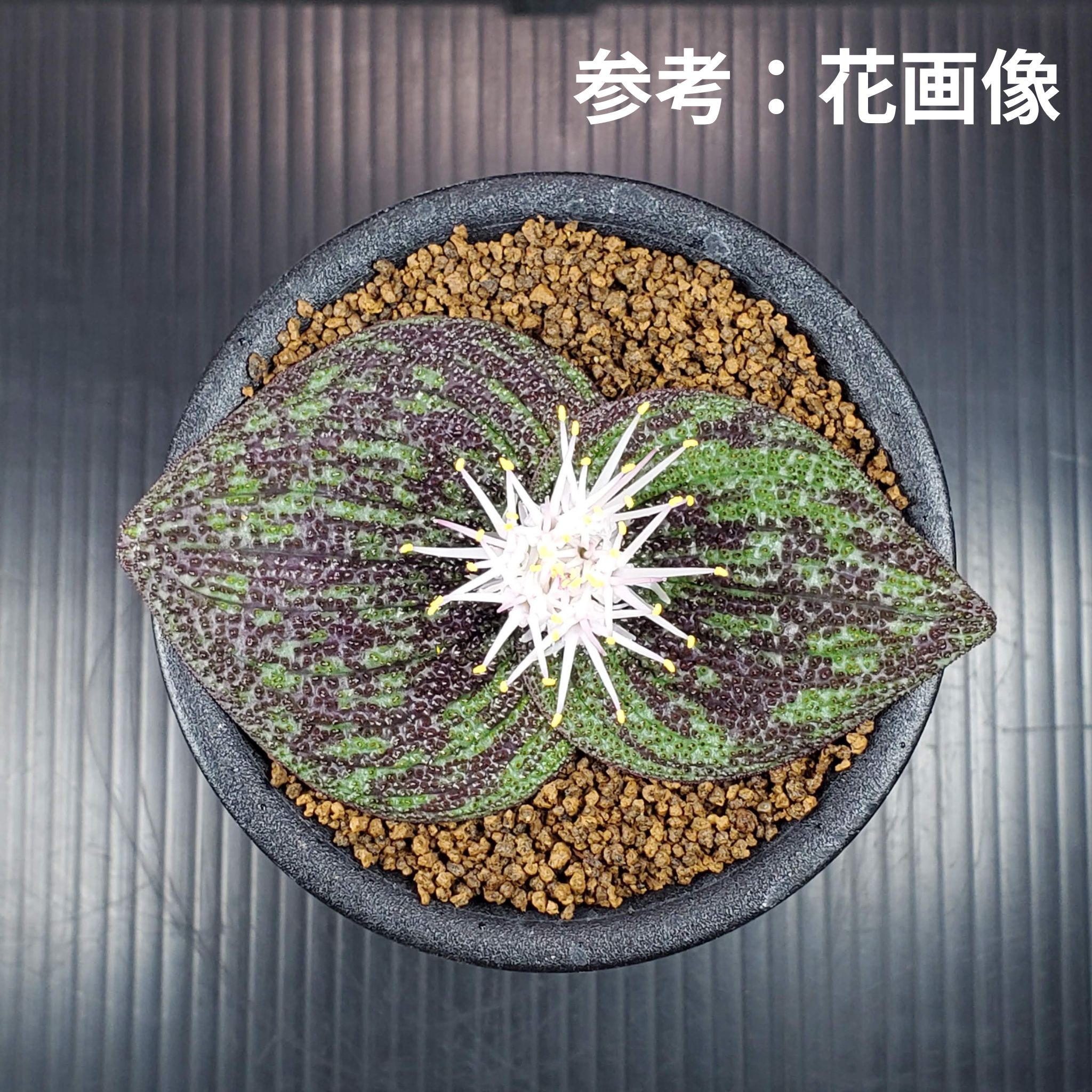 マッソニア・ロンギぺス 9cm鉢 カクタス長田 ケープバルブ 球根 多肉植物 珍奇植物 サキュレントプランツ ユリ科 南アフリカ原産のサムネイル
